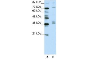 AKAP9 antibody (20R-1204) used at 0. (AKAP9 Antikörper  (N-Term))