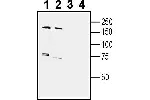 anti-Sterile alpha and TIR Motif Containing 1 (SARM1) (AA 361-376), (Intracellular) antibody