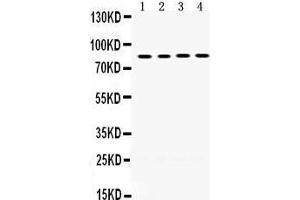 Western Blotting (WB) image for anti-P450 (Cytochrome) Oxidoreductase (POR) (AA 633-668), (C-Term) antibody (ABIN3043443)