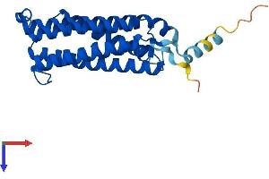 CYB561 Protein (AA 1-251) (His tag)