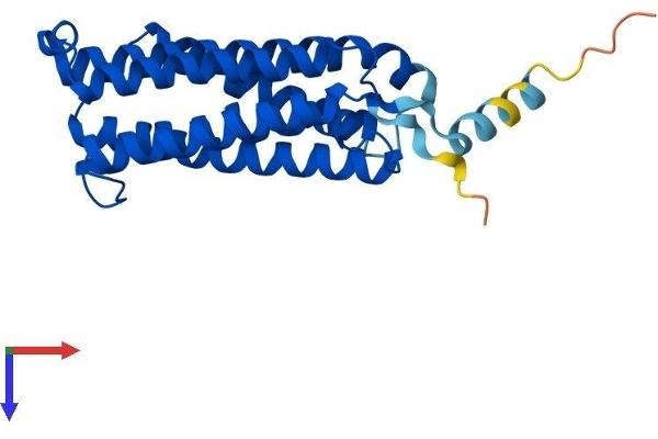 CYB561 Protein (AA 1-251) (His tag)