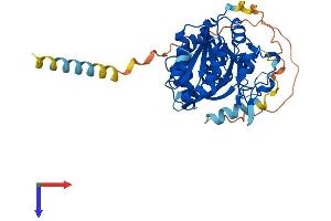 LFNG Protein (AA 1-379) (His tag)