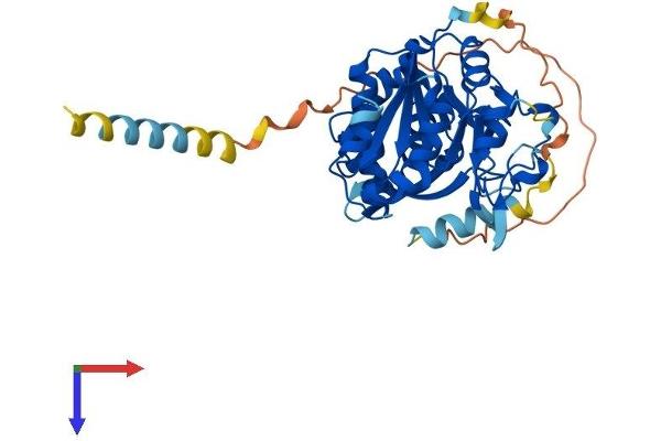 LFNG Protein (AA 1-379) (His tag)