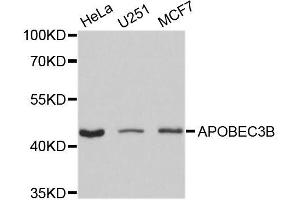 Western blot analysis of extracts of various cell lines, using APOBEC3B antibody (ABIN5995957) at 1/1000 dilution. (APOBEC3B Antikörper)