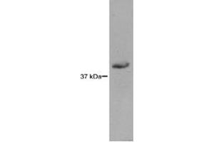 RAD51L3 detected in HEK293 lysates using a 1 : 1,000 dilution of RAD51L3 monoclonal antibody, clone 5B3/6 .