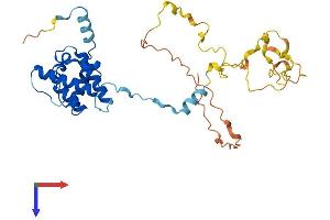 CNN3 Protein (AA 1-329) (His tag)