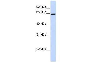 ZNF280B antibody used at 0. (ZNF280B Antikörper  (C-Term))