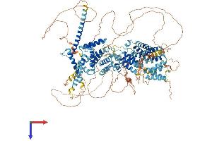 SREBF1 Protein (AA 1-1147) (His tag)