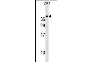 TREM1 Antibody (C-term) (ABIN1536761 and ABIN2850256) western blot analysis in 293 cell line lysates (35 μg/lane). (TREM1 Antikörper  (C-Term))