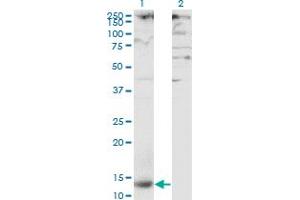Western Blotting (WB) image for anti-C-Type Lectin Domain Family 4, Member M (CLEC4M) (AA 285-394) antibody (ABIN564490)
