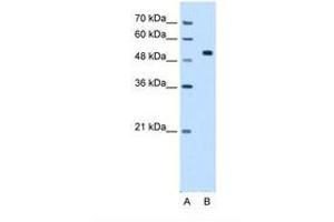 Image no. 1 for anti-Coiled-Coil Domain Containing 19 (CCDC19) (N-Term) antibody (ABIN6738758) (CCDC19 Antikörper  (N-Term))