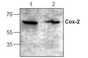 Image no. 1 for anti-Prostaglandin-Endoperoxide Synthase 2 (Prostaglandin G/H Synthase and Cyclooxygenase) (PTGS2) (C-Term) antibody (ABIN155099)