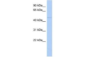 WB Suggested Anti-ZNF597 Antibody Titration:  0. (ZNF597 Antikörper  (Middle Region))