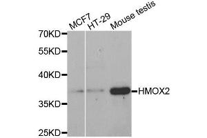 Western blot analysis of extracts of various cell lines, using HMOX2 antibody. (HMOX2 Antikörper)