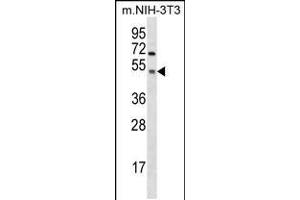 Western blot analysis in mouse NIH-3T3 cell line lysates (35ug/lane). (GSK3 alpha Antikörper  (C-Term))