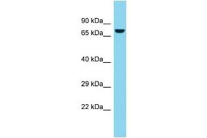 Host: Rabbit  Target Name: Atg7  Sample Tissue: Rat Thymus lysates  Antibody Dilution: 1. (ATG7 Antikörper  (C-Term))