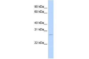 RBM38 antibody used at 0. (RBM38 Antikörper  (N-Term))