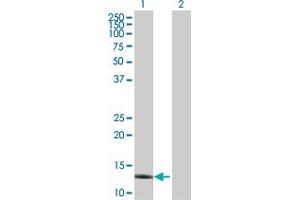 Western Blot analysis of APOC4 expression in transfected 293T cell line by APOC4 MaxPab polyclonal antibody. (APOC4 Antikörper  (AA 1-127))