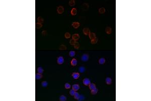 Immunofluorescence analysis of 293T cells using GPX1 antibody (ABIN3021455, ABIN3021456, ABIN3021457, ABIN1512957 and ABIN6215063) at dilution of 1:200. (Glutathione Peroxidase 1 Antikörper  (AA 50-203))