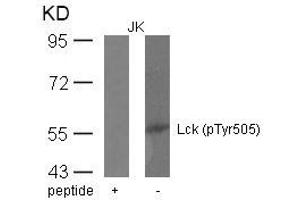 Western blot analysis of extracts from JK cells using Lck(phospho-Tyr505) Antibody and the same antibody preincubated with blocking peptide. (LCK Antikörper  (pTyr505))