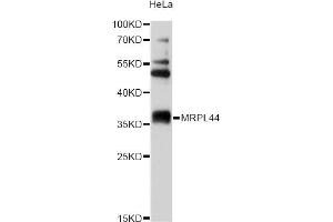 Western blot analysis of extracts of HeLa cells, using MRPL44 antibody (ABIN1876213) at 1:2000 dilution. (MRPL44 Antikörper)