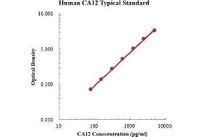 ELISA image for Carbonic Anhydrase 12 (CA12) ELISA Kit (ABIN3199201) (CA12 ELISA Kit)