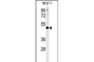 LSP1 Antibody (Center) (ABIN651634 and ABIN2840339) western blot analysis in MCF-7 cell line lysates (35 μg/lane). (LSP1 Antikörper  (AA 108-134))