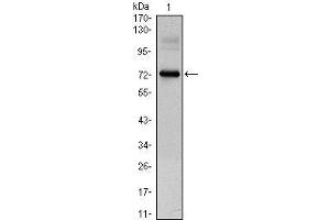 Western Blot showing CLOCK antibody used against CLOCK (AA: 200-465)-hIgGFc transfected HEK293 cell lysate.