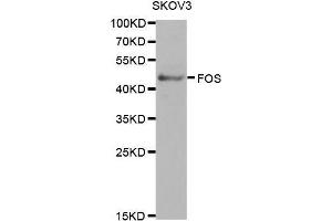 Western Blotting (WB) image for anti-c-Fos (c-Fos) (AA 211-380) antibody (ABIN3020748) (c-FOS Antikörper  (AA 211-380))