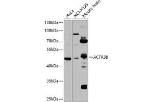 Western blot analysis of extracts of various cell lines, using B antibody  at 1:1000 dilution. (ACTR3B Antikörper  (AA 189-418))