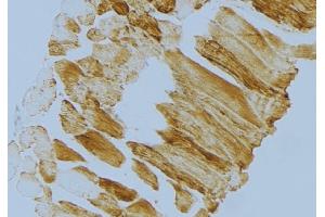 ABIN6274720 at 1/100 staining Mouse muscle tissue by IHC-P. (MRPS18C Antikörper  (Internal Region))