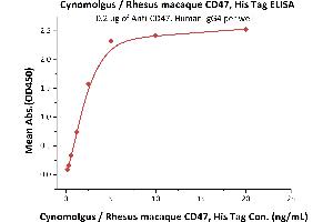 Immobilized A, Human IgG4 at 2 μg/mL (100 μL/well) can bind Cynomolgus / Rhesus macaque CD47, His Tag (ABIN5674615,ABIN6809986) with a linear range of 0.