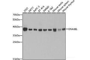 Western blot analysis of extracts of various cell lines using DNAJB1 Polyclonal Antibody at dilution of 1:1000. (DNAJB1 Antikörper)