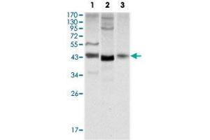 Western blot analysis using WNT1 monoclonal antibody, clone 10C8  against NIH/3T3 (1), 3T3L1 (2) and HeLa (3) cell lysate. (WNT1 Antikörper)