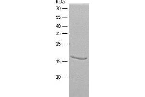 Western Blotting (WB) image for Cofilin 2 (CFL2) (AA 1-166) protein (His tag) (ABIN7122423)
