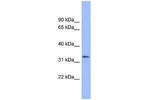 WB Suggested Anti-MAFB Antibody Titration: 0. (MAFB Antikörper  (Middle Region))