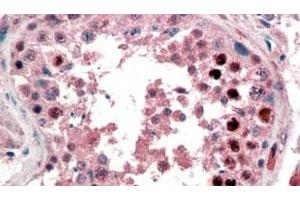 NANOG polyclonal antibody  (2 ug/mL) staining of paraffin embedded human testis. (Nanog Antikörper  (C-Term))
