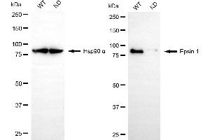 Western blotting analysis using epsin 1 antibody (ABIN7798487). (Rekombinanter Epsin 1 Antikörper)