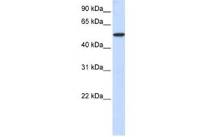 Western Blotting (WB) image for anti-Karyopherin alpha 3 (Importin alpha 4) (KPNA3) antibody (ABIN2459794) (KPNA3 Antikörper)