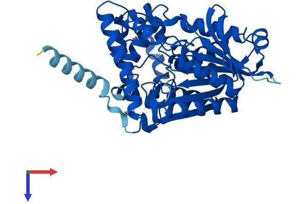 AADAC Protein (AA 1-398) (His tag)