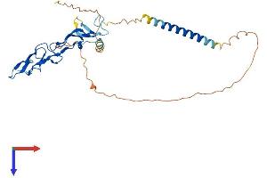 Ectodysplasin A2 Receptor Protein (EDA2R) (AA 1-297) (His tag)