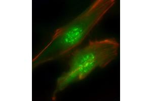 Immunofluorescent analysis of 4 % paraformaldehyde-fixed, 0. (PIK3R1 Antikörper  (N-Term))