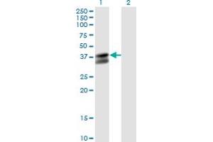 Western Blot analysis of PDHB expression in transfected 293T cell line by PDHB monoclonal antibody (M03), clone 2B2. (PDHB Antikörper  (AA 250-359))
