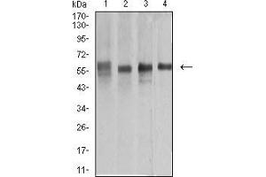 Western blot analysis using KRT10 mouse mAb against A431 (1), COS7 (2), Jurkat (3), and HEK293 (4) cell lysate.