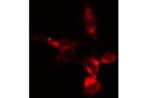 ABIN6279205 staining  293 cells by IF/ICC. (BCAS3 Antikörper  (Internal Region))