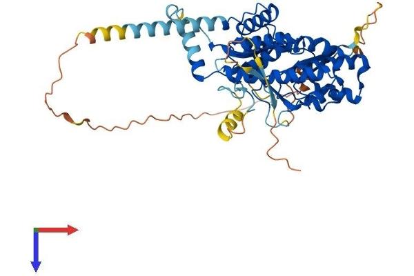 PI4K2A Protein (AA 1-479) (His tag)
