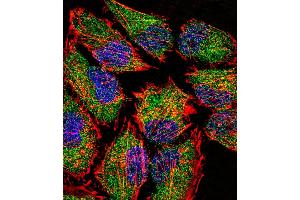 Immunofluorescence (IF) image for anti-Lysine (K)-Specific Demethylase 1A (KDM1A) (AA 108-142), (N-Term) antibody (ABIN388021)