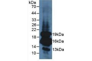Detection of INS in Mouse Pancreas Tissue using Polyclonal Antibody to Insulin (INS) (Insulin Antikörper  (AA 25-110))
