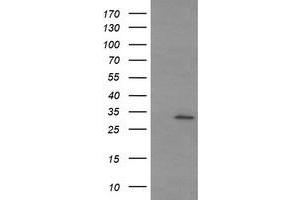 Image no. 1 for anti-Tryptase gamma 1 (TPSG1) (AA 20-283) antibody (ABIN1491163) (TPSG1 Antikörper  (AA 20-283))