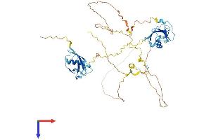 DCDC2 Protein (AA 1-475) (His tag)